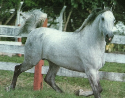 imagem cavalo Herdade Rei