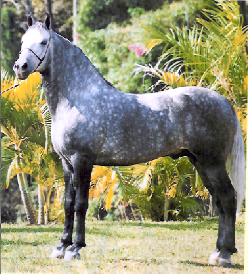 imagem cavalo Herdade Rock