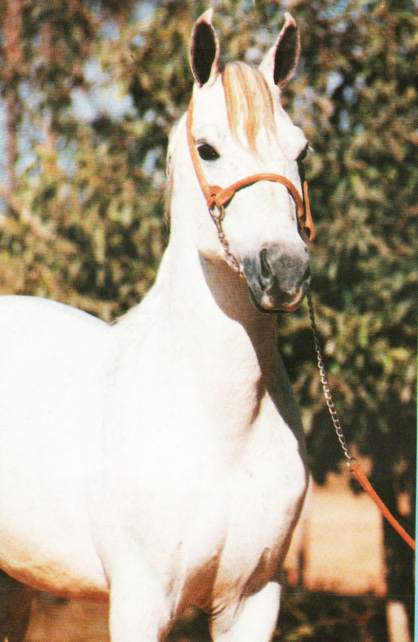 imagem cavalo Herdade Sambista