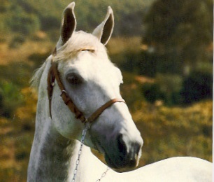 imagem cavalo Herdade Sambista