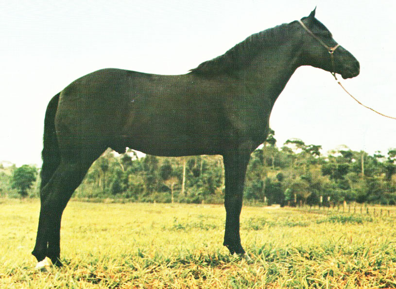 imagem cavalo Herdade Sincero