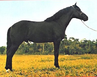 imagem cavalo Herdade Sincero