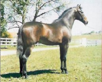 imagem cavalo Herdade Straus