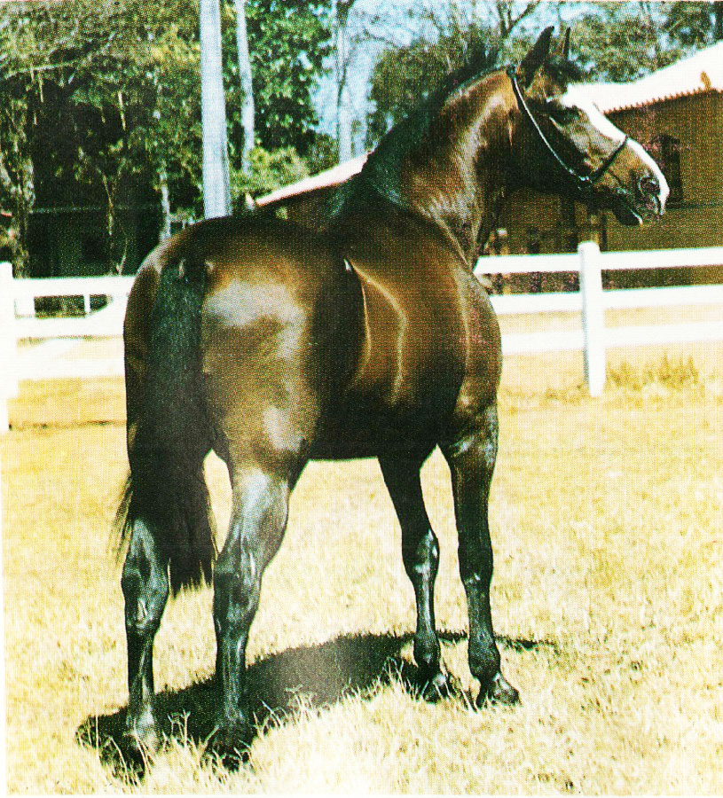 imagem cavalo Herdade Tirol