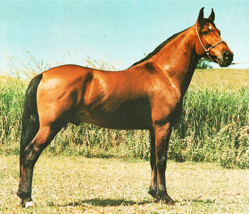 imagem cavalo Herdade Turbante