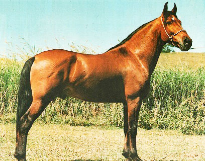 imagem cavalo Herdade Turbante