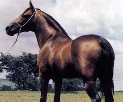 imagem cavalo Herdeiro Tabatinga