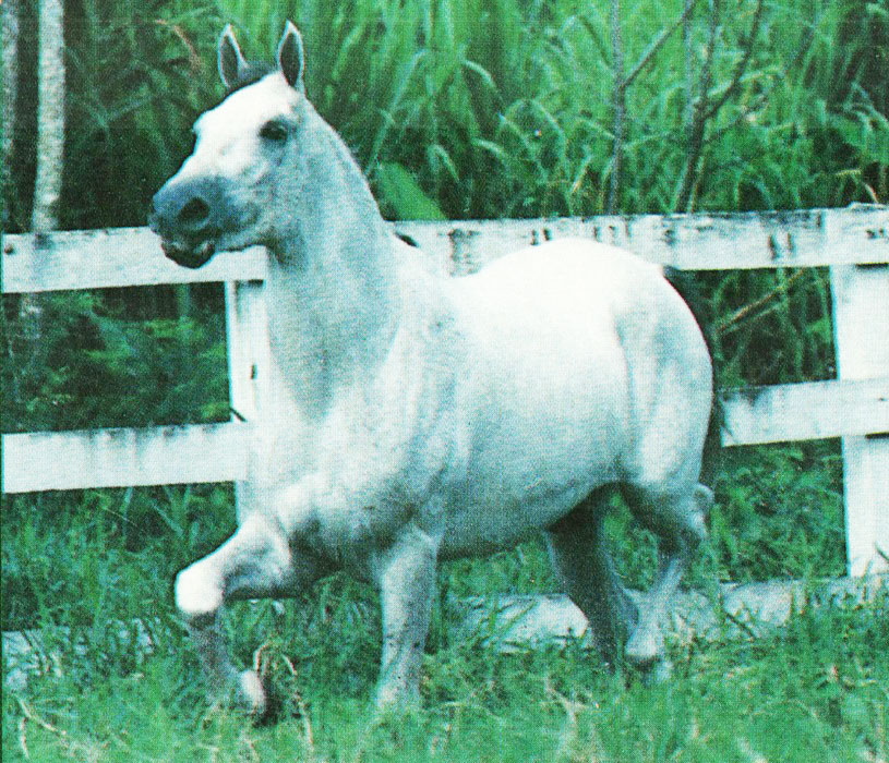 imagem cavalo Ibrico Tabatinga