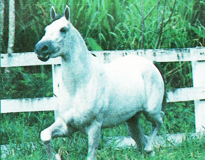 imagem cavalo Ibrico Tabatinga