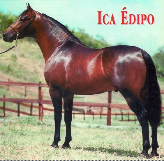 imagem cavalo Ica dipo