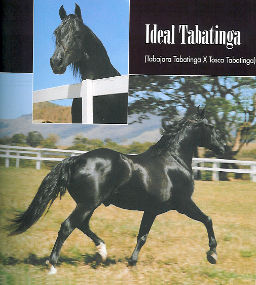 imagem cavalo Ideal Tabatinga