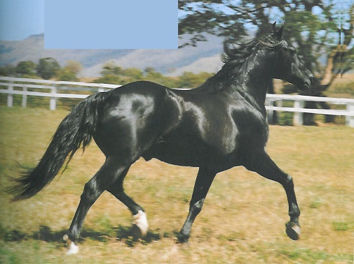 imagem cavalo Ideal Tabatinga