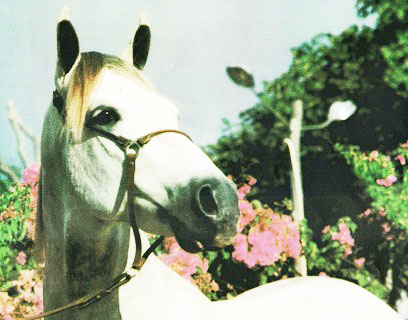 imagem cavalo dolo de Alcatia