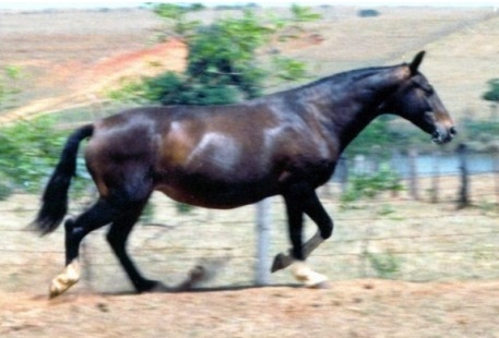 imagem gua Imperatriz de Santa Lcia