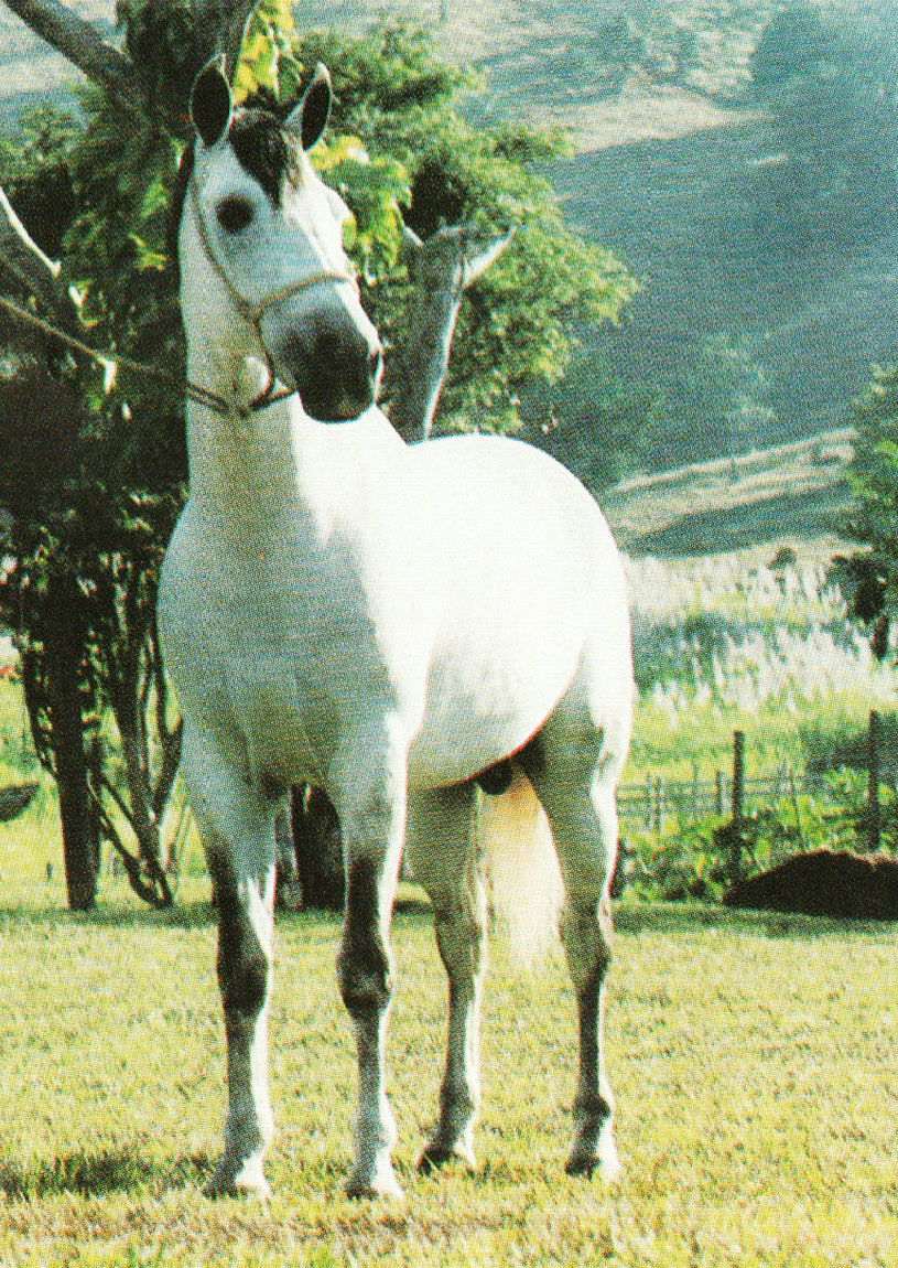 imagem cavalo Impala A.J.