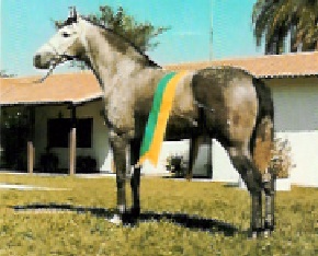 imagem cavalo Impala A.J.