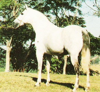 imagem cavalo Impala A.J.