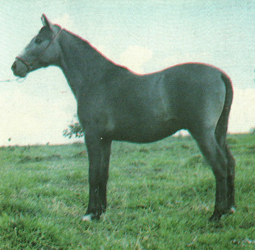 imagem cavalo Imperador da Terra Quebrada