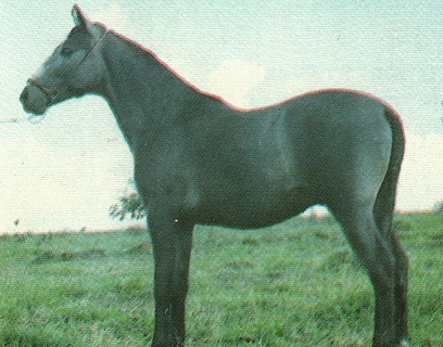 imagem cavalo Imperador da Terra Quebrada