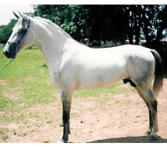 imagem cavalo Infante V.N.