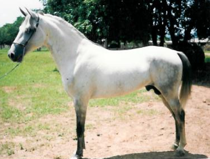 imagem cavalo Infante V.N.