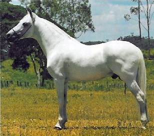 imagem cavalo Itacoatiara Regente