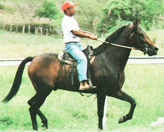 imagem cavalo Itaparica bero