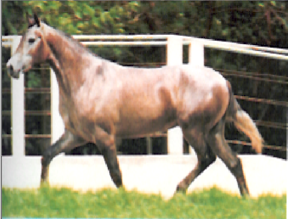 imagem cavalo Jaburu da Santa Terezinha