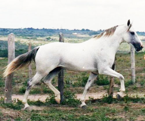 imagem cavalo Kodak Bela Cruz