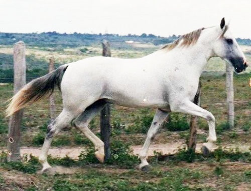 imagem cavalo Kodak Bela Cruz