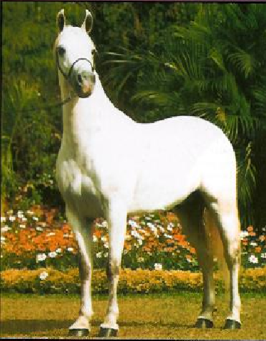 imagem cavalo Laglria Grifo