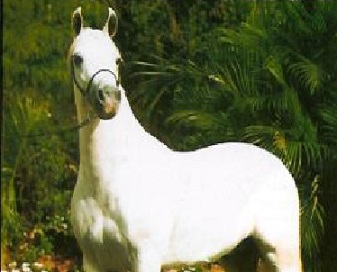 imagem cavalo Laglria Grifo