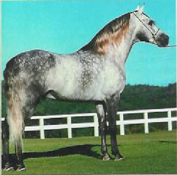 imagem cavalo Laglria Gubbio