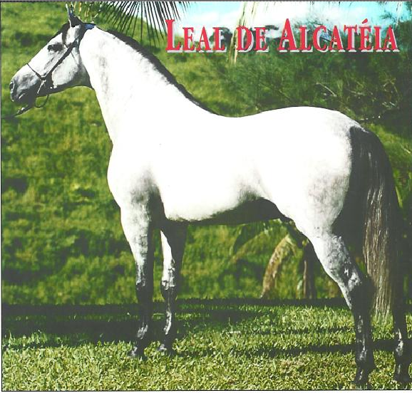 imagem cavalo Leal de Alcatia