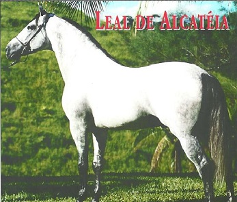 imagem cavalo Leal de Alcatia