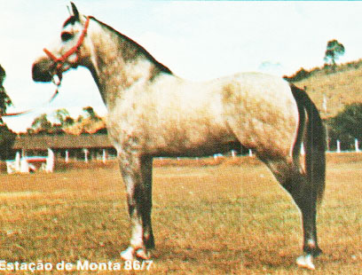 imagem cavalo L.N. Herdeiro