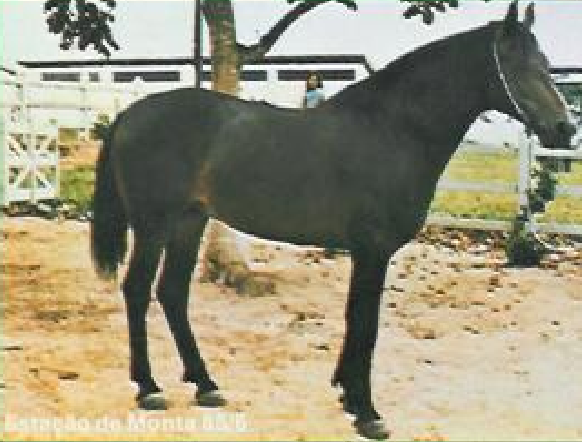 imagem cavalo Lundu do Granito