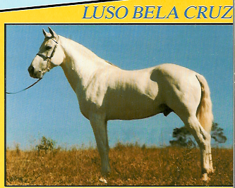 imagem cavalo Luso Bela Cruz