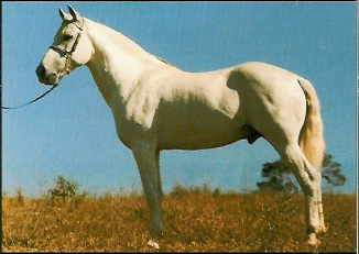 imagem cavalo Luso Bela Cruz