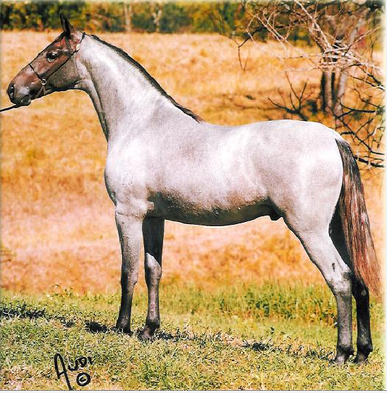 imagem cavalo Magnata de Malta