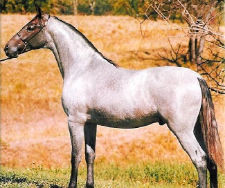 imagem cavalo Magnata de Malta