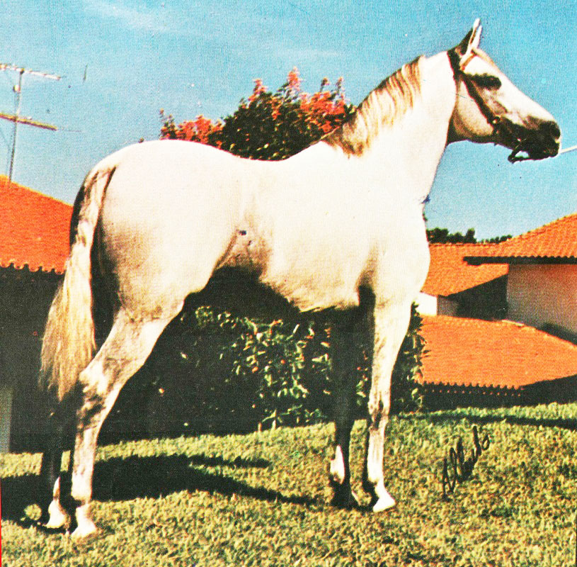 Cavalos - Santa Terezinha, São Paulo