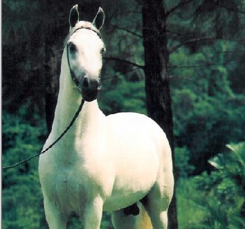 imagem cavalo Malibu da Santa Terezinha