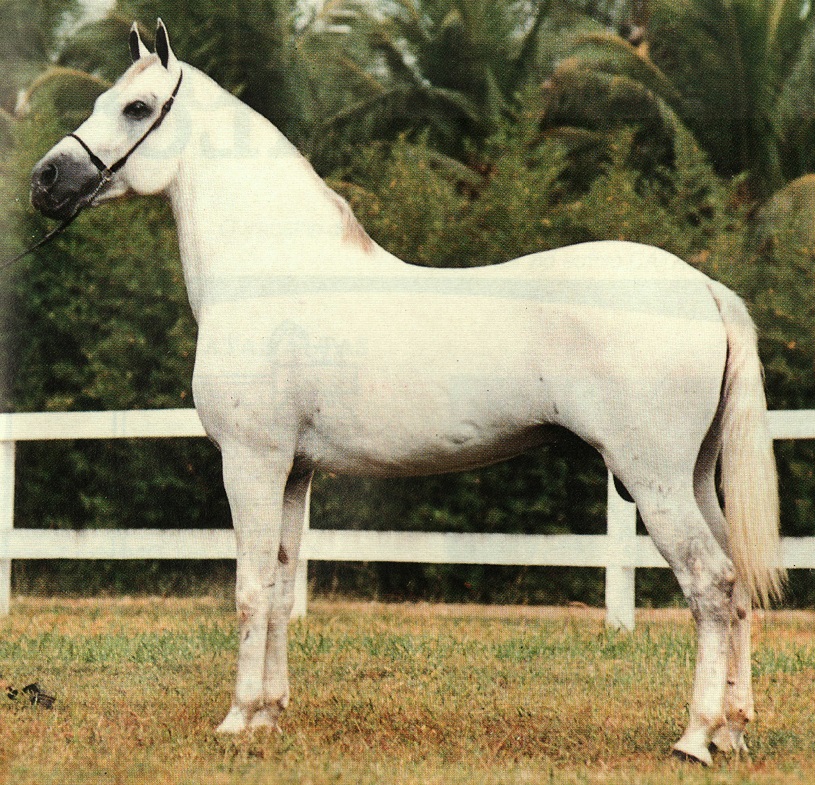 imagem cavalo Mandarim da Santa Terezinha