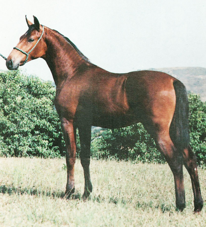 imagem cavalo Marab Jacarand