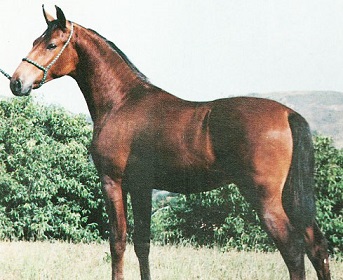 imagem cavalo Marab Jacarand