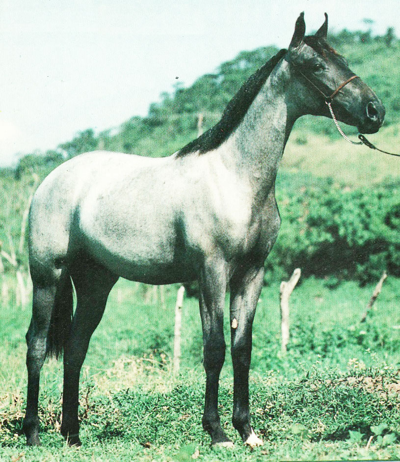 imagem cavalo Marab Judoca