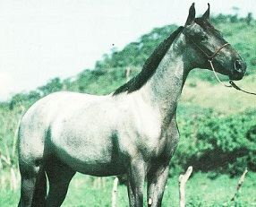 imagem cavalo Marab Judoca