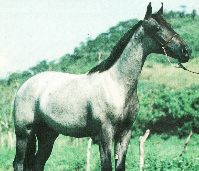 imagem cavalo Marab Judoca