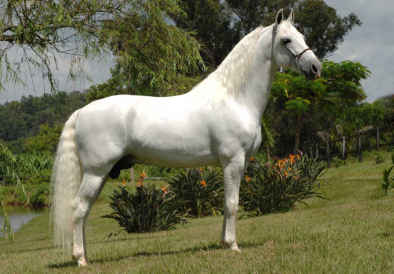 imagem cavalo Marwari de Marip